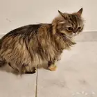 قطط للتبني