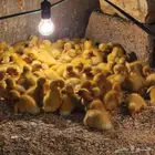 صوص بط بكيني سوبر جامبو