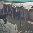 معزا للبيع