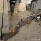 دجاج وديوك