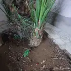 نخل فراخ صقعي