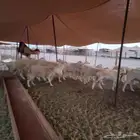 أعرض لكم غنم حريات خلفات وجنب صقر سين الغنم طيبه بالحيل منين