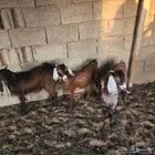 تيوس مخاصي