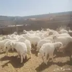 غنم اضاحي