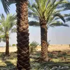 توكنا ع الله