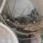 للبيع عشه حنام زاجل وفرنسي سط انتاج والبيع سيكل تراث