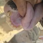للبيع فرس بوني معها فلوه الصحه شرط