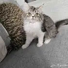 قطة هاف بيكي مستوى عالي توب