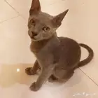 قطه اللتبني هو ذكر و الوان رمادي شكله حلوة