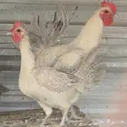 دجاج بياض