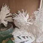 جوز رقاصي منتج