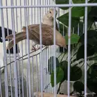 كناري أيزابل عدد 2
