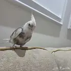 كروان أليف