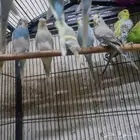 طيور بادجي