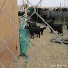 معزا دغس نجران الاصايل