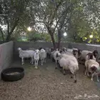 شياه للبيع