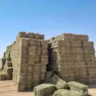 برسيم مخلوط