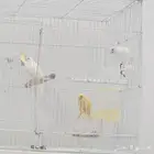 ذكور كناري جاهزة لتزاوج وشرط التغريد