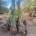 توريد نخل مكه المكرمه جده الطائف جميع انحاء المملكة