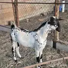 تيس فحل بيشي