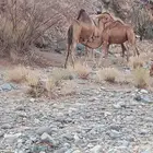 أعرض لكم قعود العمر ثمانية أشهر شرط على حليب أمه