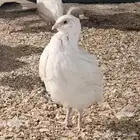 سمان تكساس تخفيضات