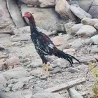 ديوك شامو ياباني اوسكا