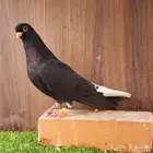 ذكر قطيفي قندي اسود ذنباوي ( تم البيع )