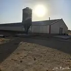 مهندس دواجن لاحم خبره كبيره مهندس جودة مسلخ نصف الي والي ك