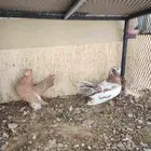 زوج كشكشي   زوج كرنقو   طبات كشكشي