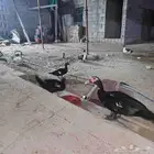بط مكسوفي للبيع