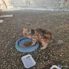 قطة شيرازبة رمادبة للتبني