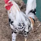 دجاج ماكنتوش