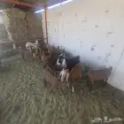 معزاء دهم مع فحل عارضي