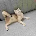 قط سكوتش قولد للتبني
