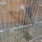 طيور بادجي للبيع
