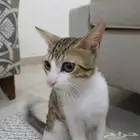 قط منزل اليف جدا اللتبني و عمر ثمانيه شهور