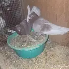 جوز صنعاوي احمر