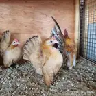 طقم دجاج سيراما ماليزي