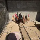 دجاج العربي الاصيل