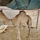 حاشي لباني