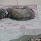 قطه للبيع