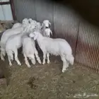 خرفان للبيع النماص