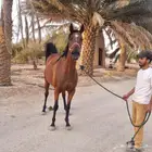 فرس شيخ لقاح