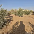 للبيع شجر زيتون
