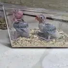 فروخ الروز الهندي