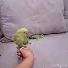 ببغاء دره اليف للبيع
