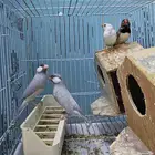 جاوا سيلفر و زيبرا بلاك بريست