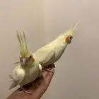 طيور كروان للبيع