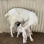 جفره هولندية صنف أول ولده